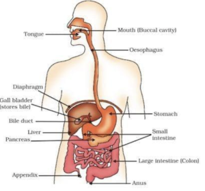 human digestive system